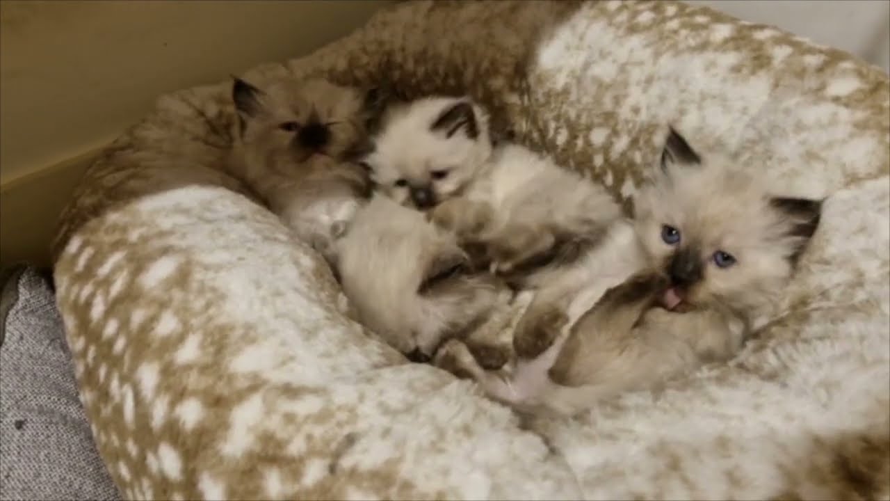 Ragdoll Kittens Day 29-56
