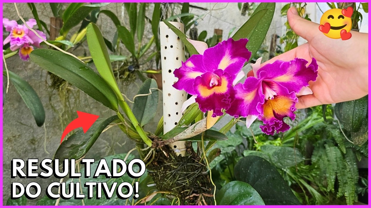 VALE A PENA PLANTAR ORQUÍDEA CATTLEYA NO CANO PVC ☝️🌸