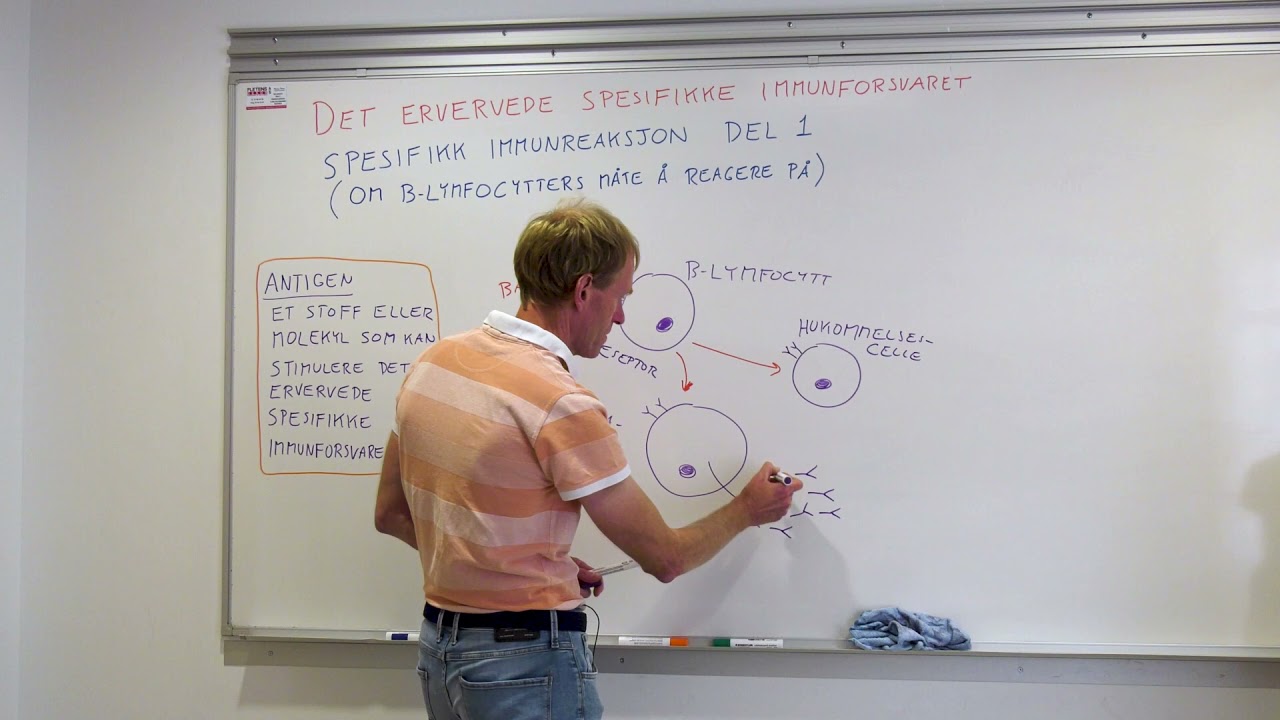Spesifikk immunreaksjon – del 1