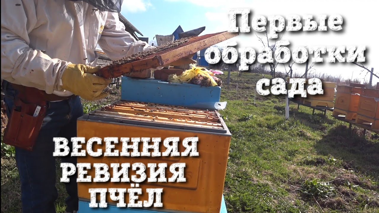 ВЕСЕННЯЯ РЕВИЗИЯ ПЧЁЛ Куда смотреть и что делать???!!! Первые обработки САДа