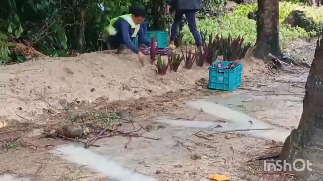 Replanting kahit umuulan/Landscaping life