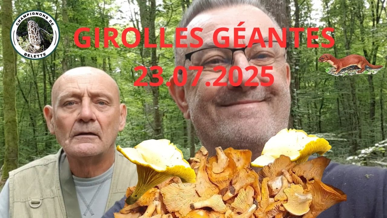 𝗚𝗜𝗥𝗢𝗟𝗟𝗘𝗦 𝗚É𝗔𝗡𝗧𝗘𝗦 𝗗𝗨 𝟮𝟯.𝟬𝟳.𝟮𝟬𝟮𝟱 🌲🍄🌳