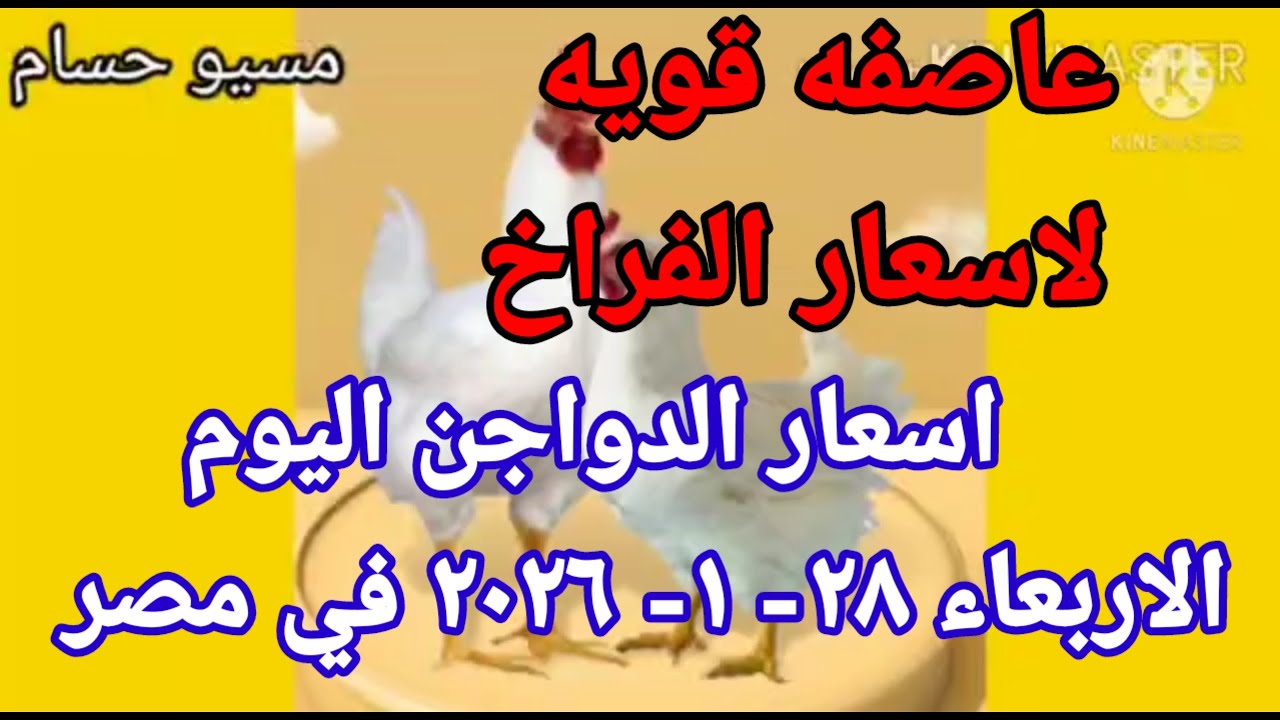 اسعار الفراخ البيضاء اليوم سعر الفراخ البيضاء اليوم الاربعاء 28-1-2026 في مصر 