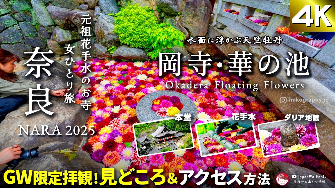 [4K] 2025事前予習 奈良 #岡寺🌸ダリア #紫陽花 のお寺🥰🌸GW開催！華手水舎と池に浮かぶ天竺牡丹🌸華の池を見に行ってきた❣️アクセスと見どころ [日本語字幕]