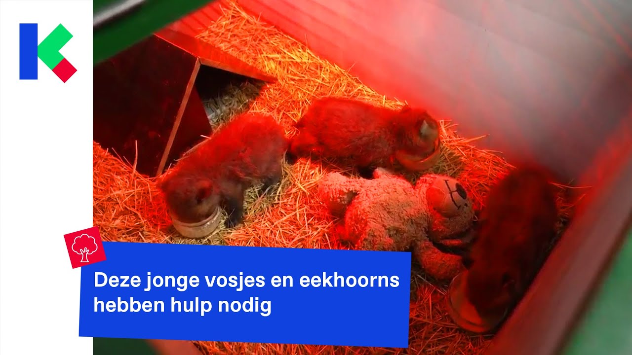 Het is druk in Natuurhulpcentrum Oudsbergen