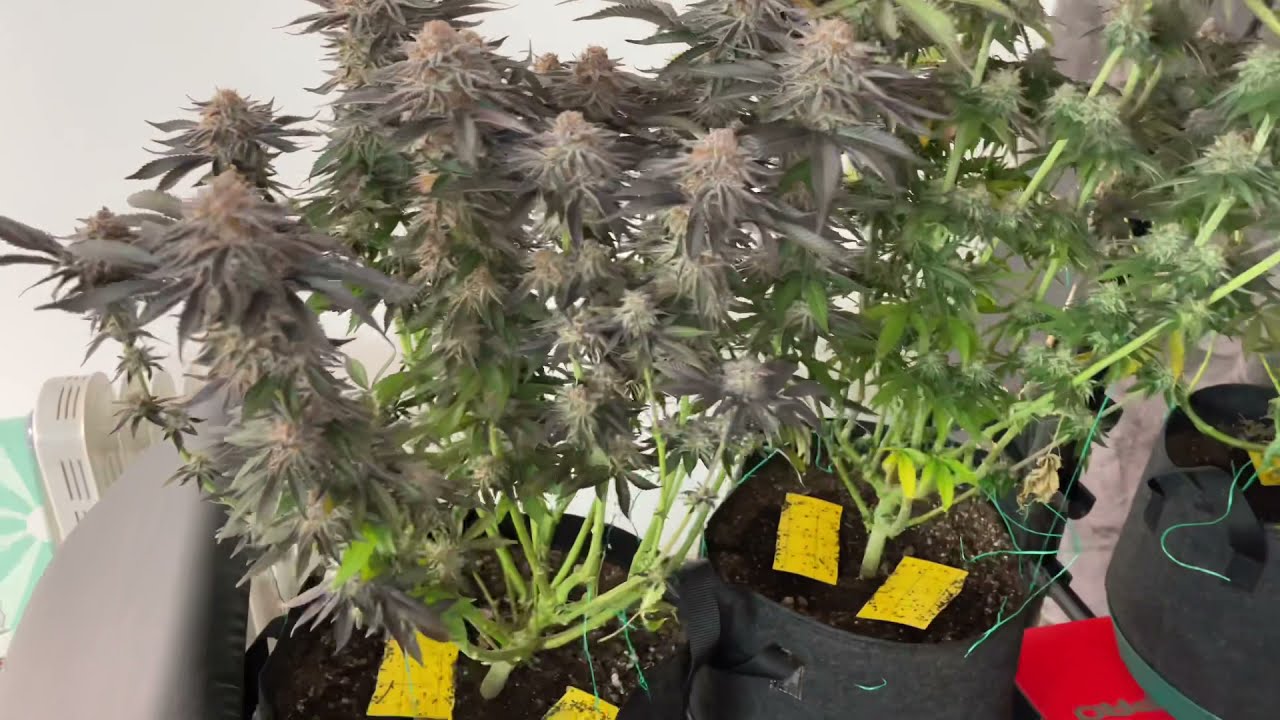 Dos Si Dos 33 for @barney&rsquo;s farm￼ #Spider farmer￼ lights & tent&hellip; organically grown, Harvest time￼😄￼