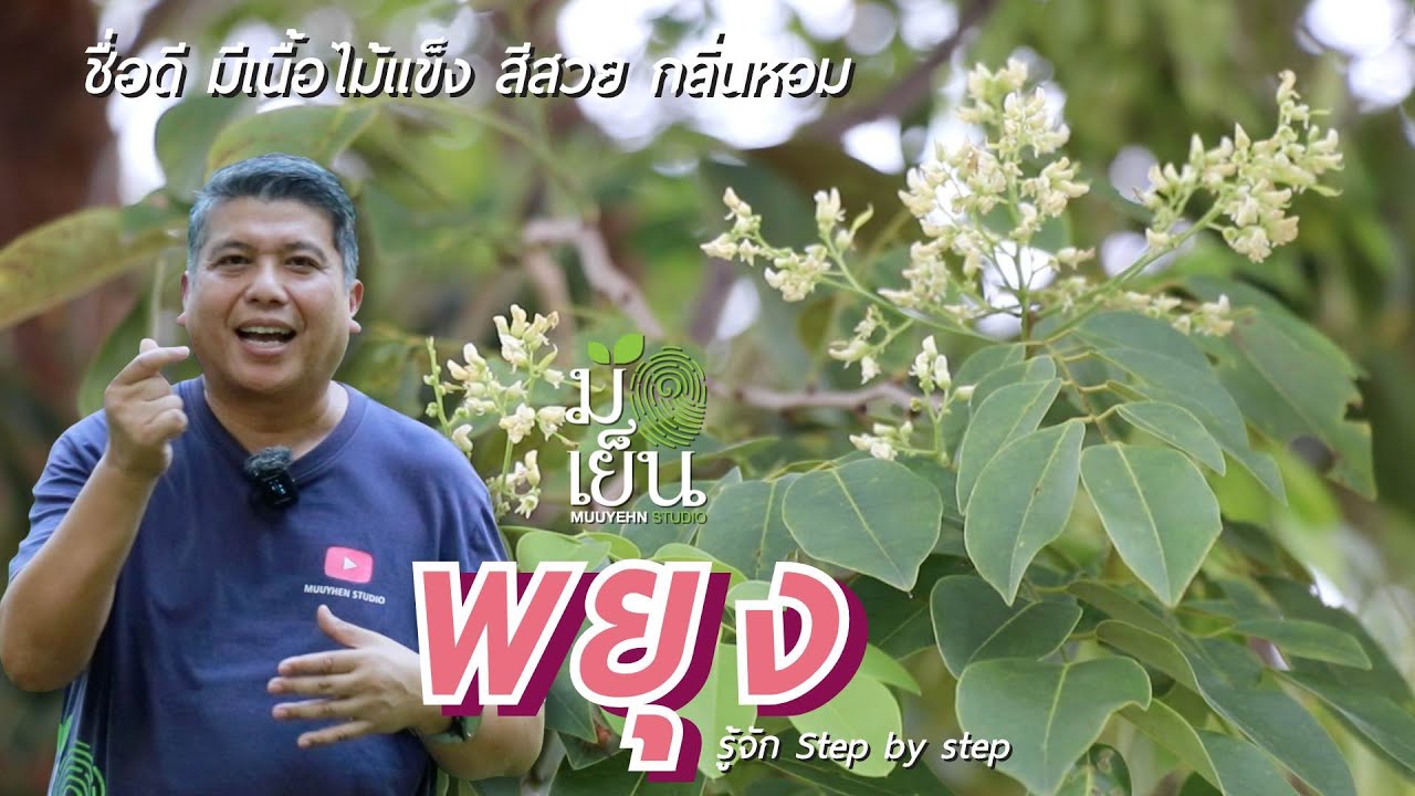 พยูง ขะยุง ชื่อดี มีเนื้อไม้แข็ง สีสวย กลิ่นหอม
