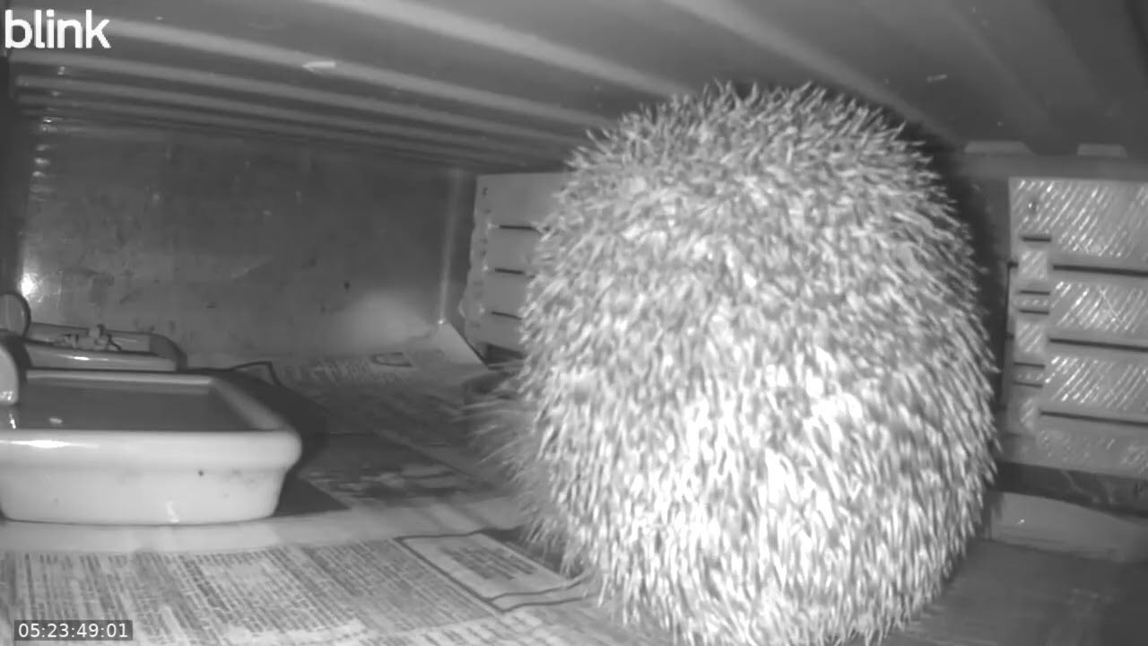 Wild Life Cam Night Of 23 02 2026