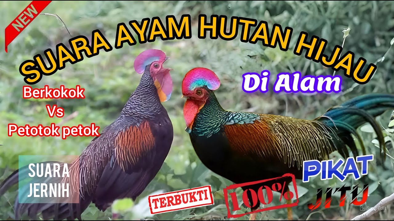 SUARA AYAM HUTAN HIJAU || SUARA PIKAT AYAM HUTAN HIJAU || AYAM HUTAN HIJAU JANTAN || ~ @Mastengnex