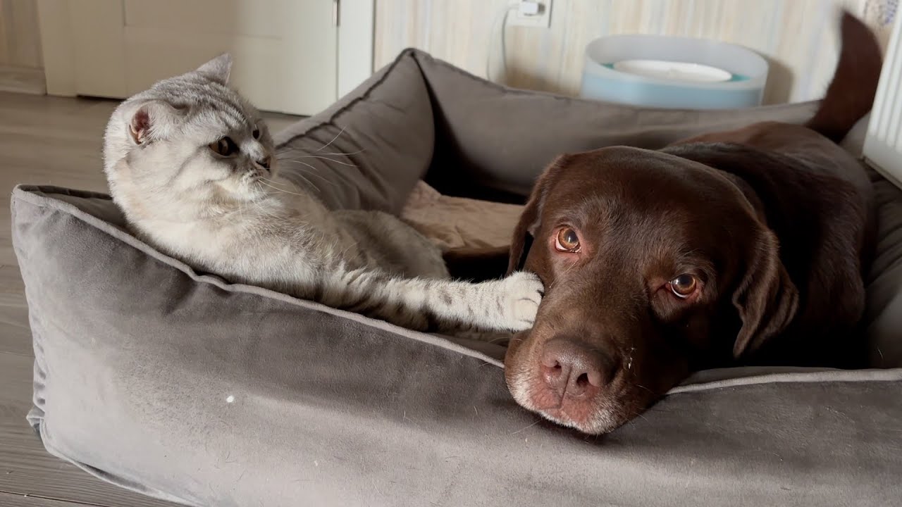 When Cat Doesn't Want to Leave Dog's Bed