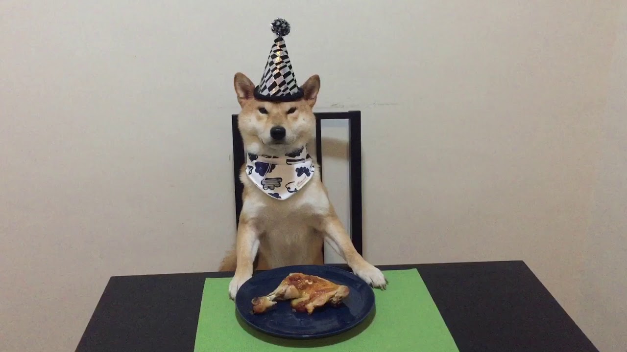 Happy birthday Chiko the shiba inu