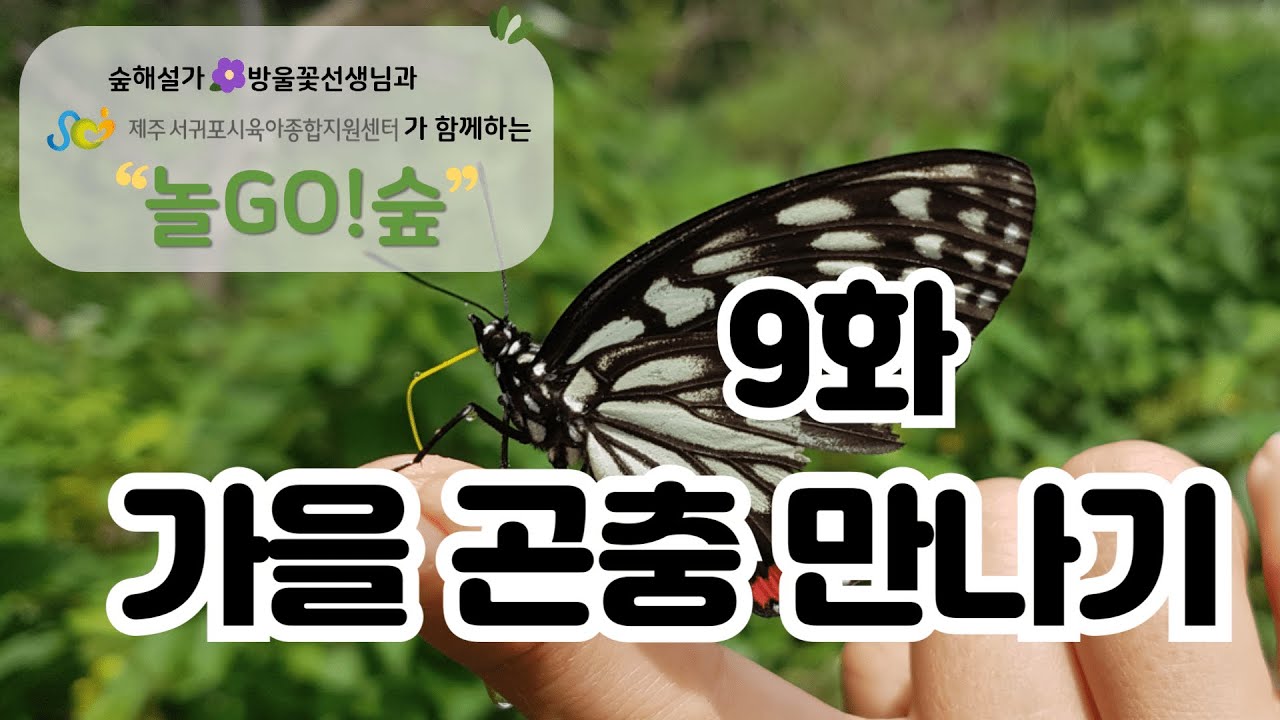 [놀GO!숲] 9화: 가을곤충만나기ㅣ숲놀이ㅣ숲체험ㅣ공원놀이ㅣ자연체험ㅣ실외놀이ㅣ자연놀이ㅣ자연친화교육ㅣ제주탐방ㅣ가족ㅣ나들이ㅣ여행ㅣ간단놀이ㅣ육아ㅣ꿀팁ㅣ놀이중심