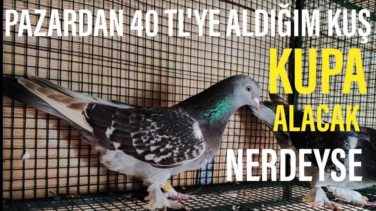 PAZARDAN 40 TL'YE ALDIĞIM GÜVERCİN SEFER ÜSTÜNE SEFER YAPIYOR.