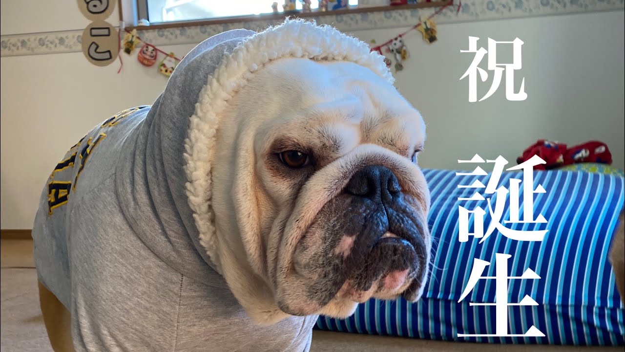 ★Happy  birthday★  3歳を迎えたブルドッグのぶるまる‼︎