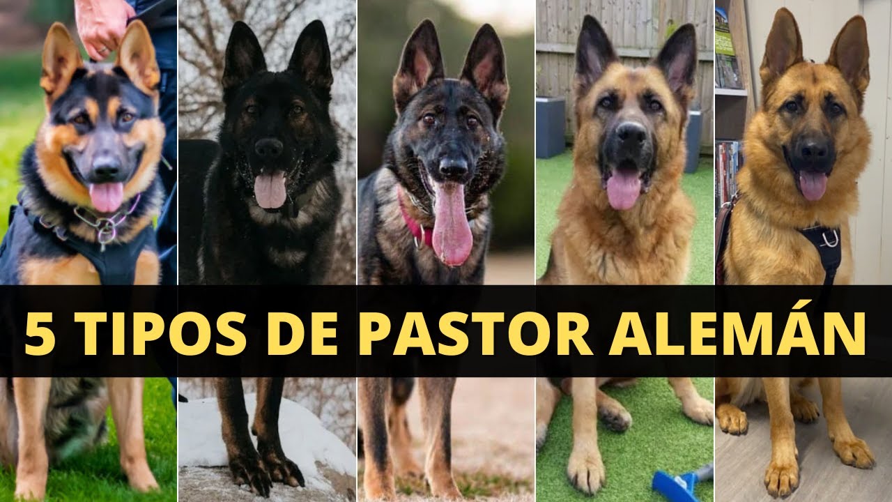 5 DIFERENTES TIPOS DE PASTOR ALEMÁN