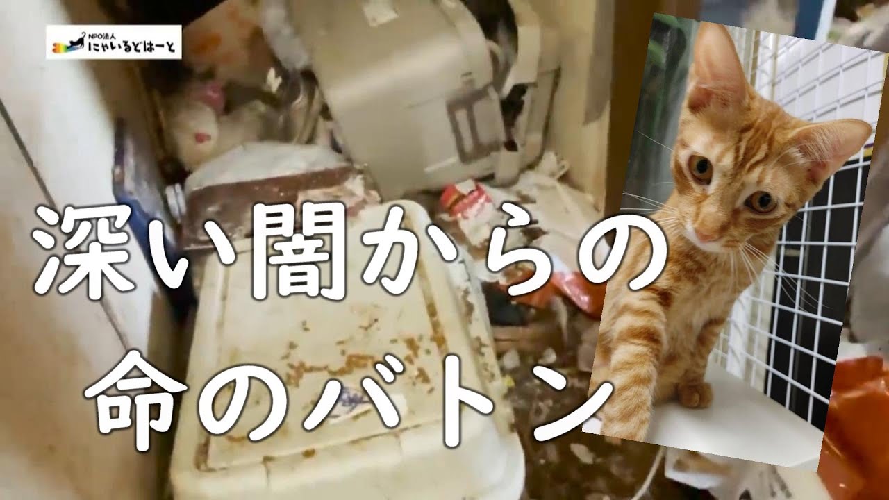 ネグレクト、多頭飼育崩壊、FIP発症...全てを耐えぬいたチャゲが里親さんの元へ：７４０