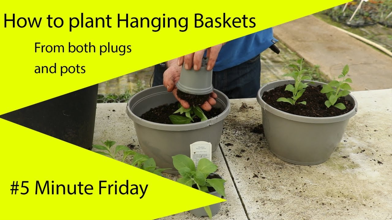 How to plant a hanging basket from pots or plugs