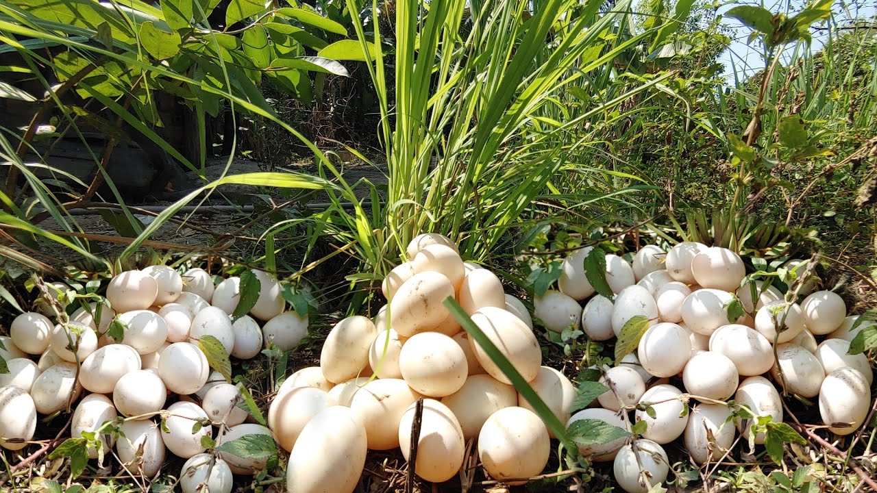 Wow! Many Duck Eggs Found in a Lemongrass Bush by a Skilled Farmer