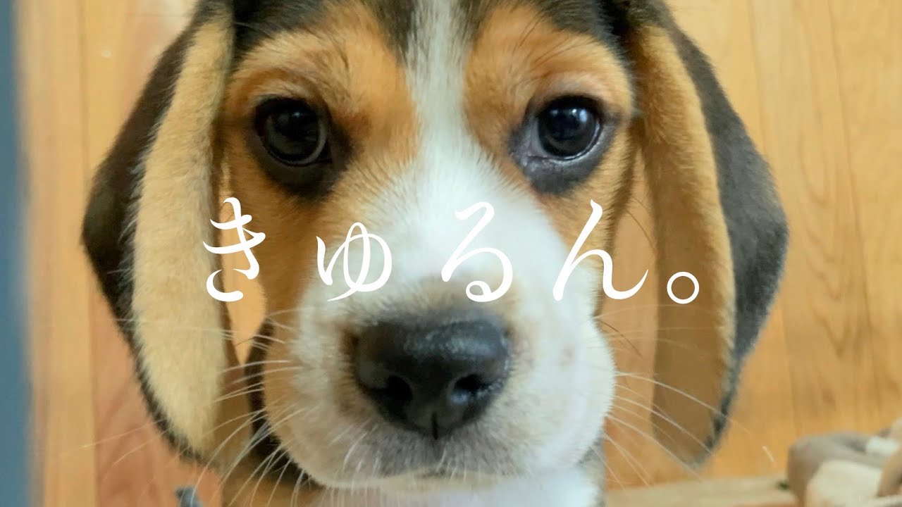 待ちに待ったビーグルが来た。【子犬お迎え】