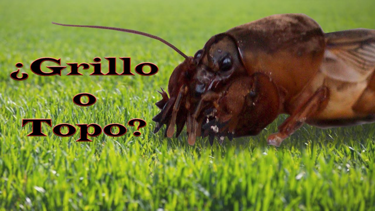 🦗El GRILLO TOPO (Gryllotalpa gryllotalpa) o Alacr&aacute;n Cebollero