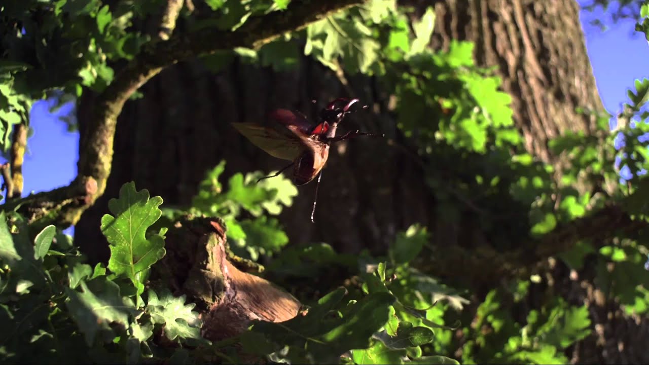 The Green Universe - Wildscreen Festival Nominee 2012