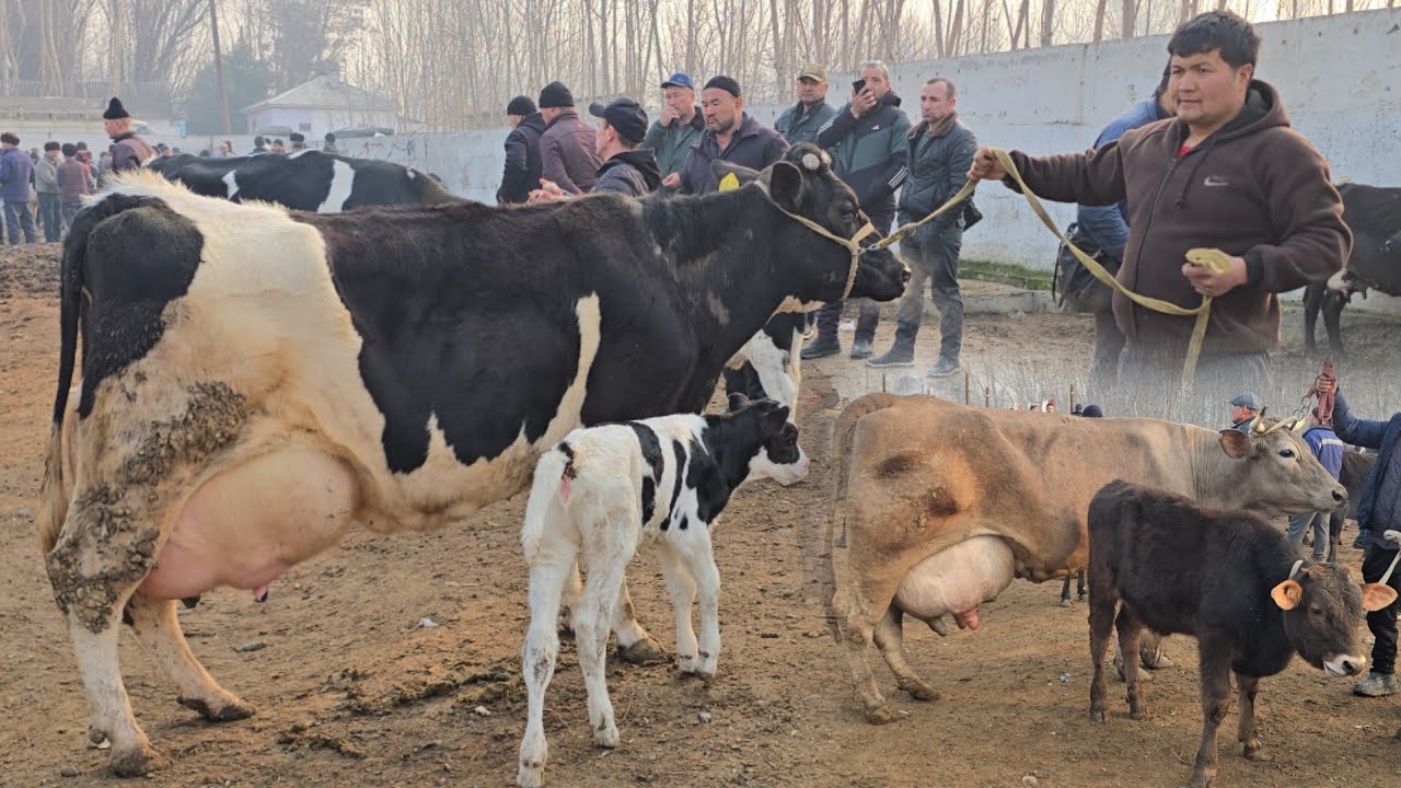 YOZYOVON MOL BOZORI BUGUN DAXSHAT BO'LDI 18 февраля 2026 г.