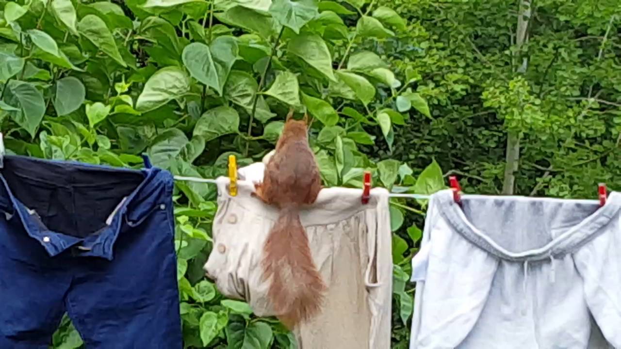 Eichhörnchen braucht neue Hose