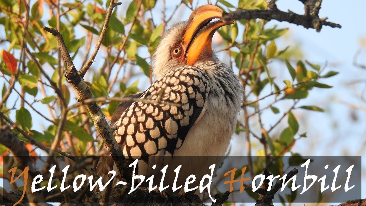 Southern Yellow-billed Hornbill (Tockus leucomelas) Bird Call | Stories Of The Kruger