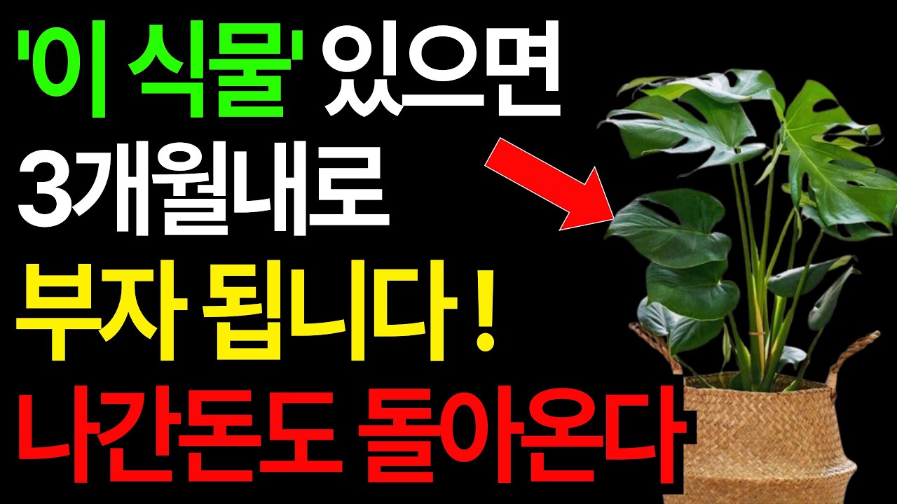 훔쳐서라도 키우고 싶은 식물6가지! 이 식물만 있으면 돈복이 굴러 들어옵니다 ㅣ식물풍수
