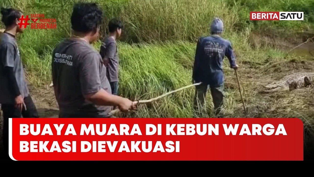 Buaya Muara Raksasa Muncul di Kebun Warga Bekasi Dievakuasi #beritasatu