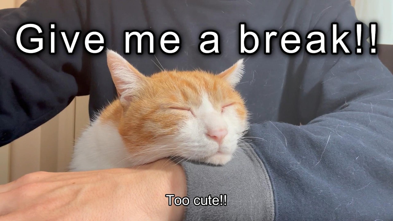 Peaceful Japanese Morning… Until My Pets Interrupt
