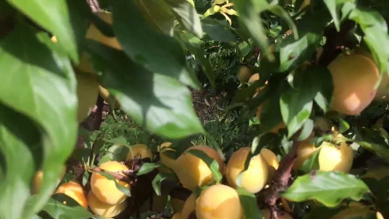 Dwarf Plum Gulf Gold Tree- Bumper crop of Gulfgold Plums in Exclusion Orchard December 24th 2013