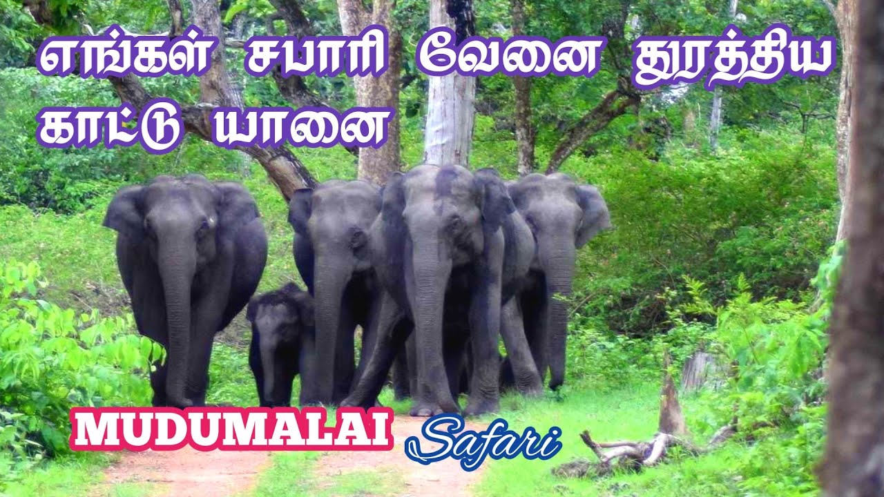 🔥🔥🔥 Elephant attack in Mudumalai Safari 🐘🐘 | Jolly Trip