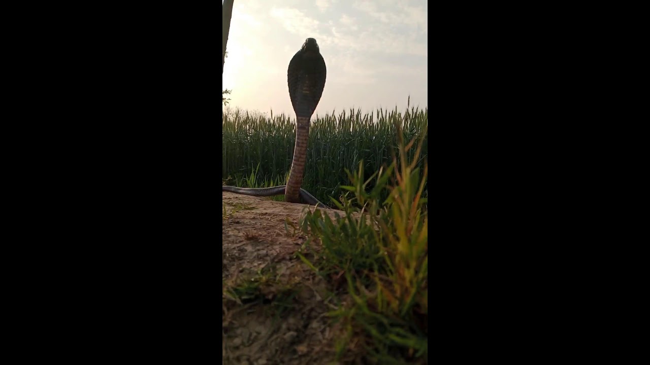 Nag Sevar A1 Live Stream