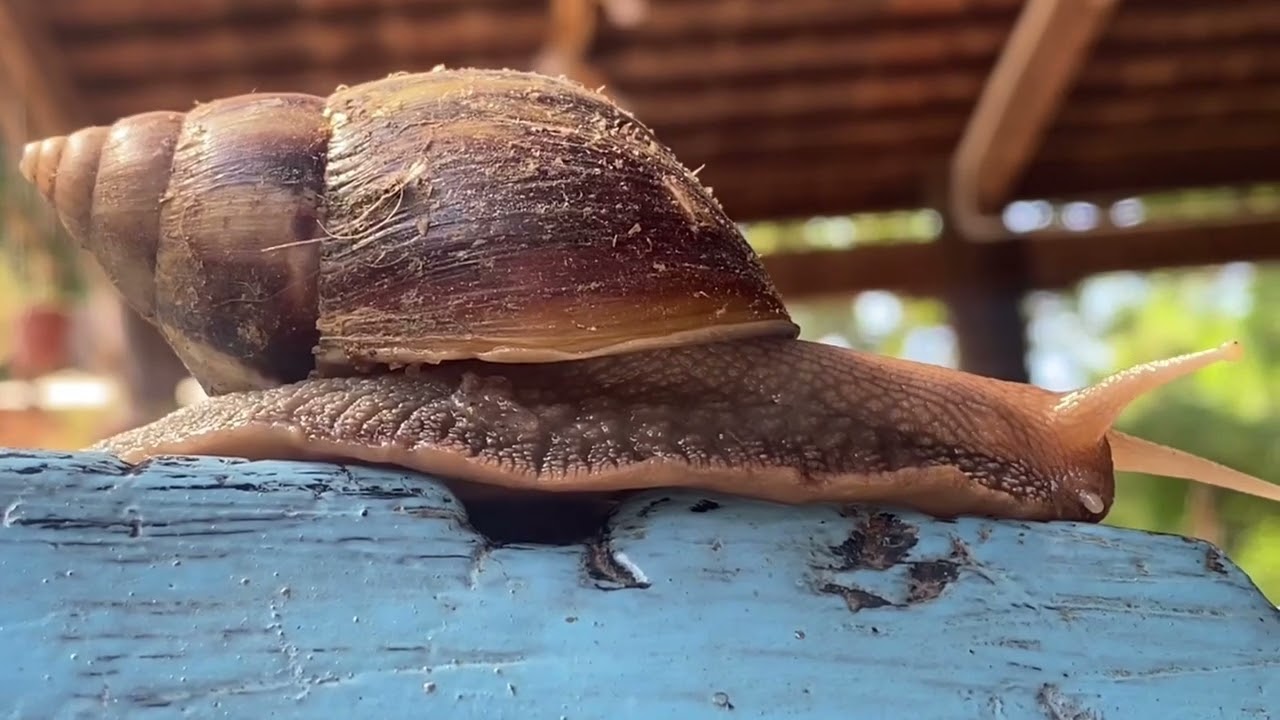 Wow!!! Big Snail Finding Food.