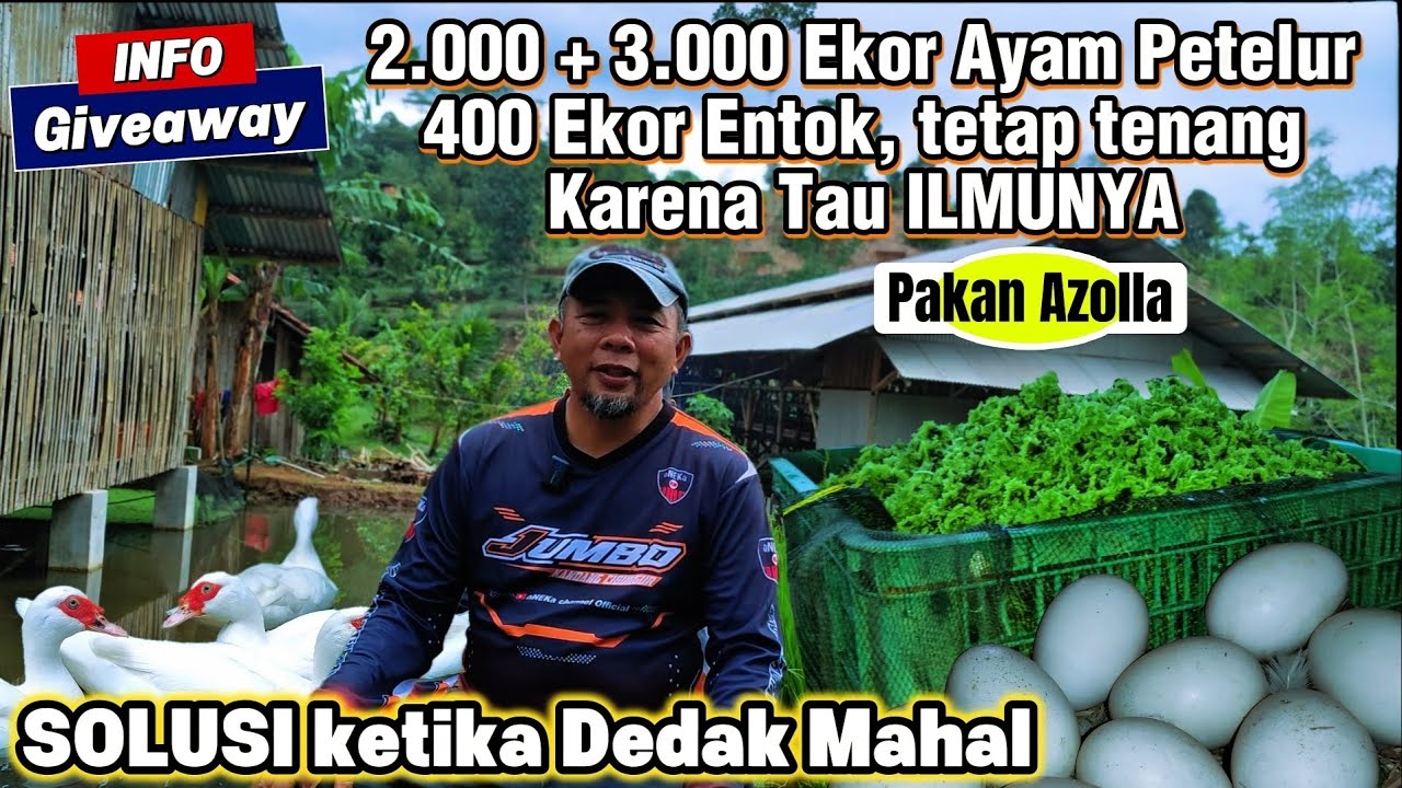 DEDAK NAIK, POPULASI NAIK! PETERNAK TAK HARUS PANIK BEGINI CARA MENGATASINYA