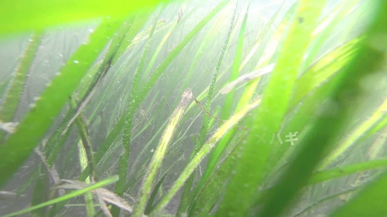 2015 5 4 野島海岸 アマモ場の様子