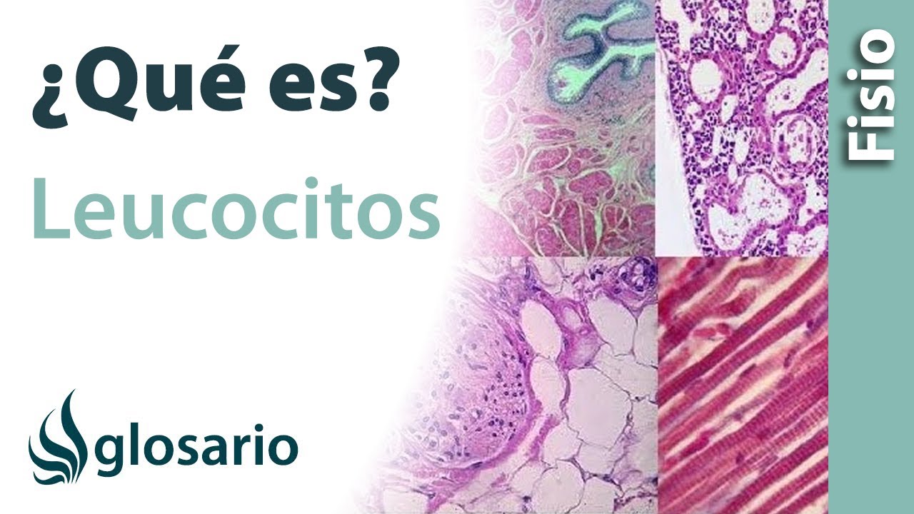 LEUCOCITOS | Qu&eacute; son, c&oacute;mo se miden, c&oacute;mo act&uacute;an y qu&eacute; hacer para disminuir o aumentar los niveles