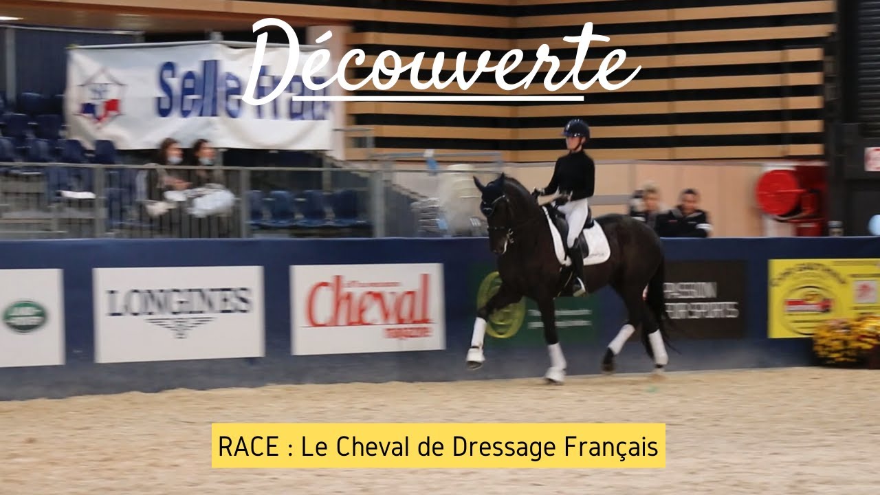 [DECOUVERTE] Le Cheval de Dressage Français