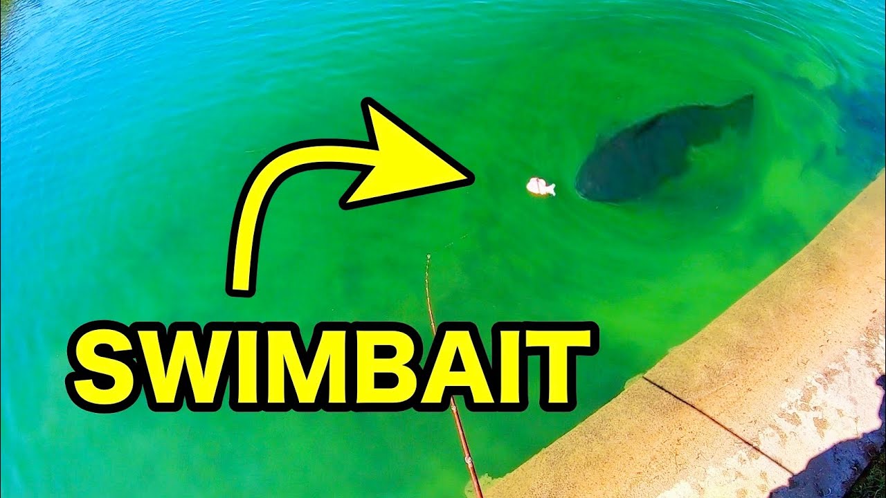 SWIMBAIT ловит МОНСТРОВ ЧИСТОГО ПРУДА!