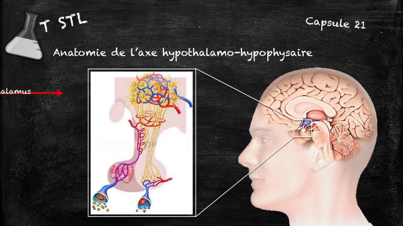 Capsule n°21 : l'axe hypothalamo-hypophysaire