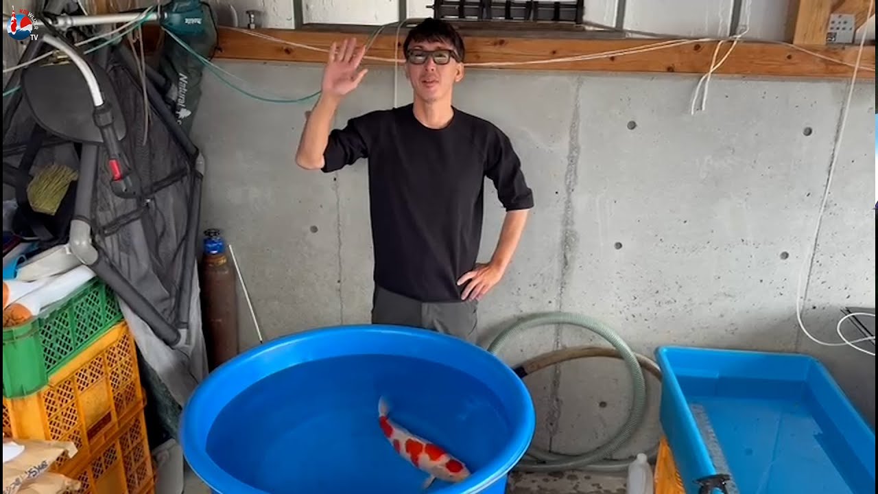 Binnenkijken bij Yamaguchi Koi Farm: hoge kwaliteit, strenge selectie