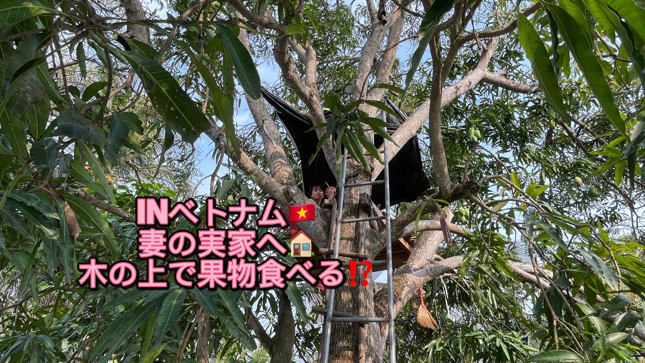 妻の実家で過ごす🏠Tết🇻🇳inベトナム🇻🇳『木の上で果物食べる❓』 muckbang trên cây xoài cùng chồng#mukbang #おすすめ #おでかけvlog #sadec 