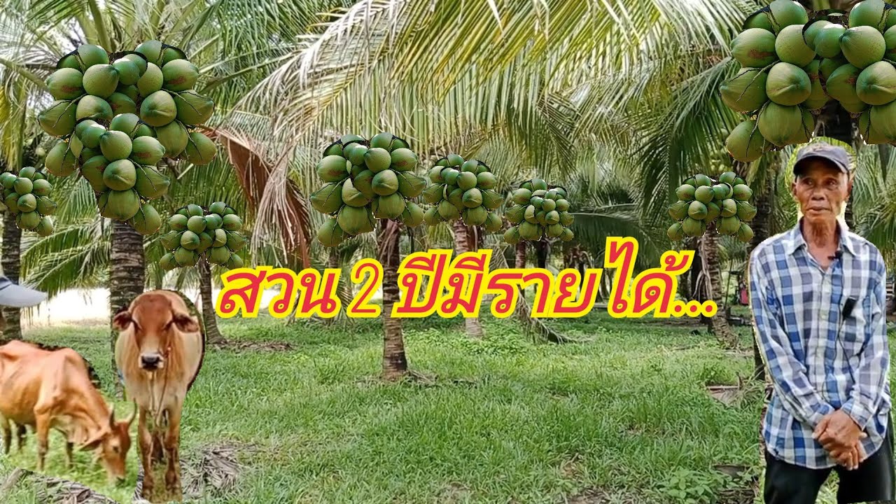 สวนมะพร้าวน้ำหอม2ปีมีรายได้หวานหอมชื่นใจขายได้ราคาดีพ้อค้ารับซื้อถึงที่|กบปลาพารวย