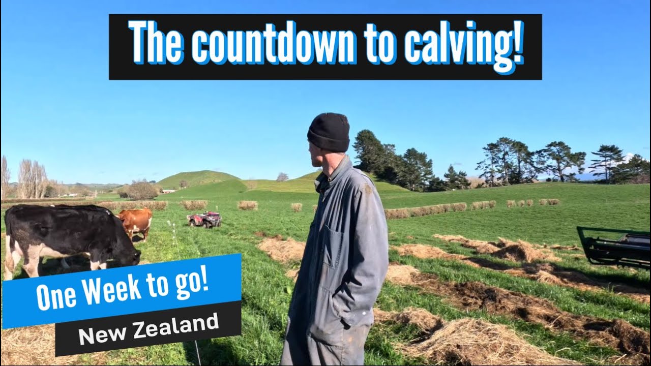 The countdown to calving.  Hay up, grass down!