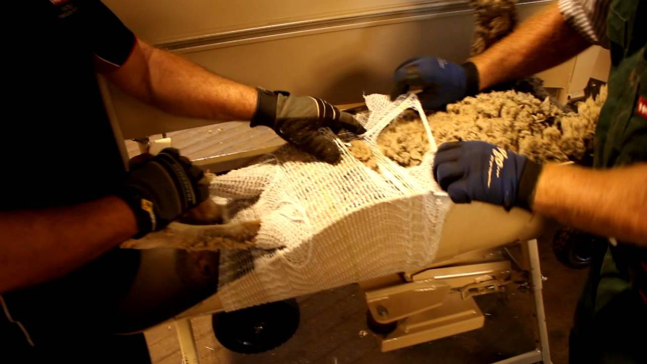 Netting the Sheep - BioClip