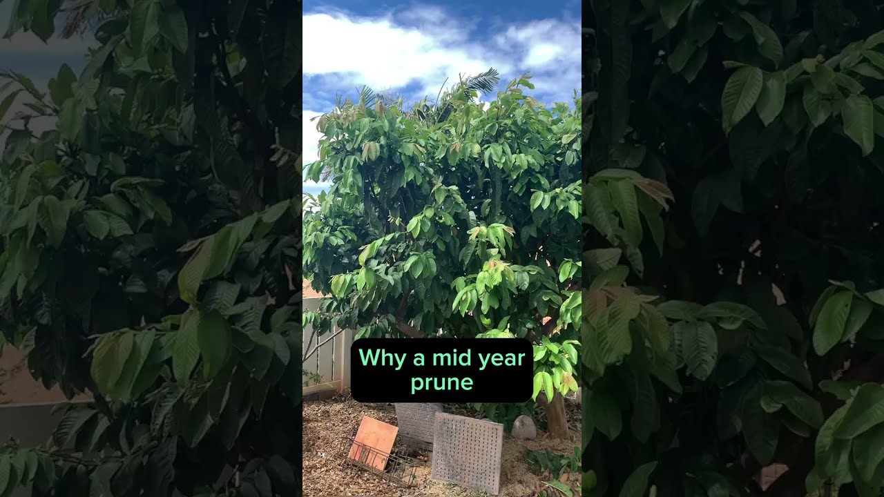 Guava tree pruning results