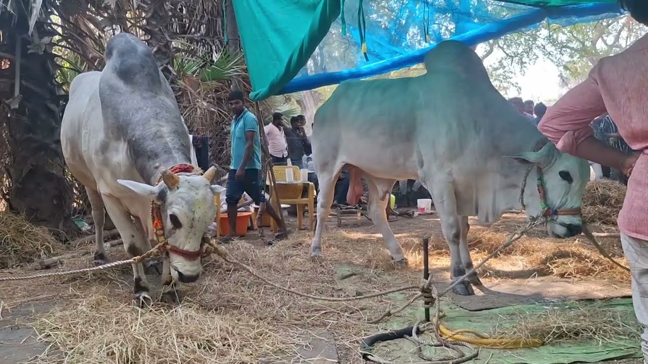 మహానందిలో సింహాల సందడి...|| RK BULLS ||