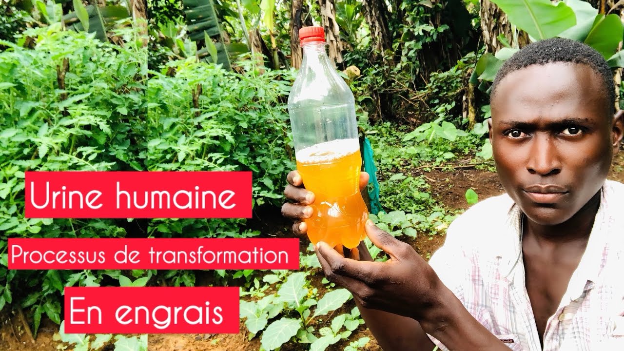 Comment transformer l'urine humaine en engrais puissant
