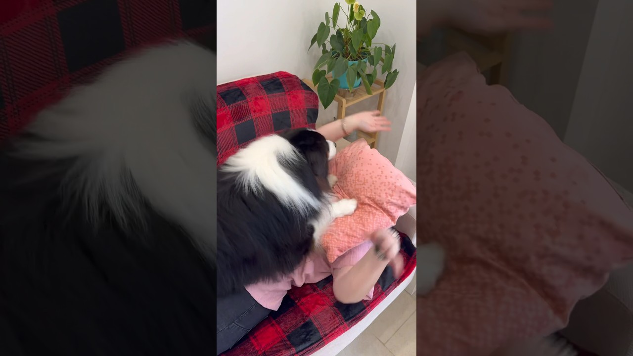 M&eacute;lody et Opus pr&eacute;pare un plan machiav&eacute;lique 😈 #chien #animal #bergeraustralien